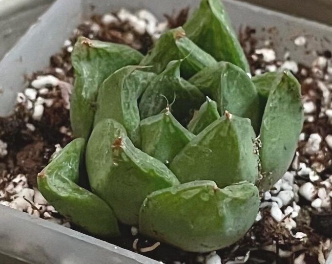 cathedral window haworthia / haworthia cymbiformis - starter plant cuttings