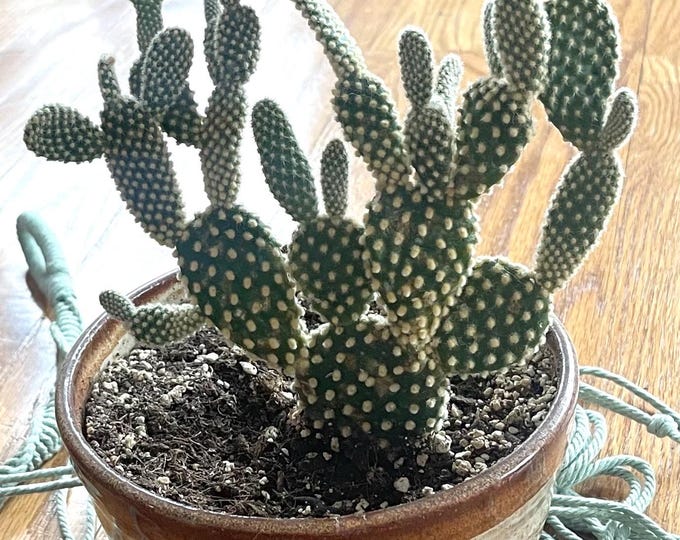 opuntia microdasys / bunny ear cactus - starter plant