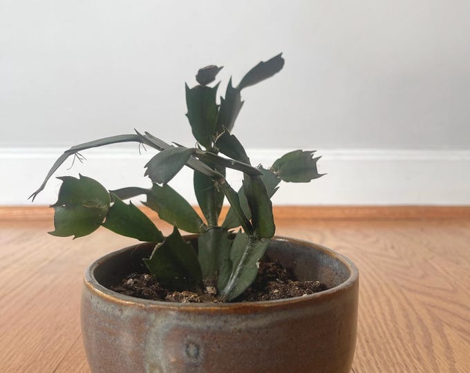 schlumbergera truncata / thanksgiving cactus - starter plant