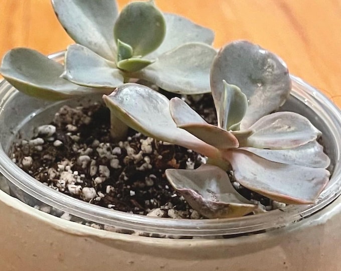 echeveria ‘Perle von Nurnberg’ - starter plant cuttings