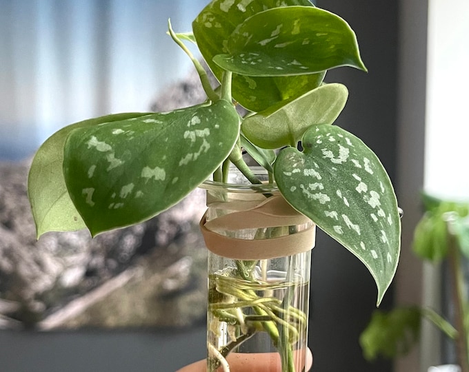 scindapsus pictus / satin pothos starter plant cuttings
