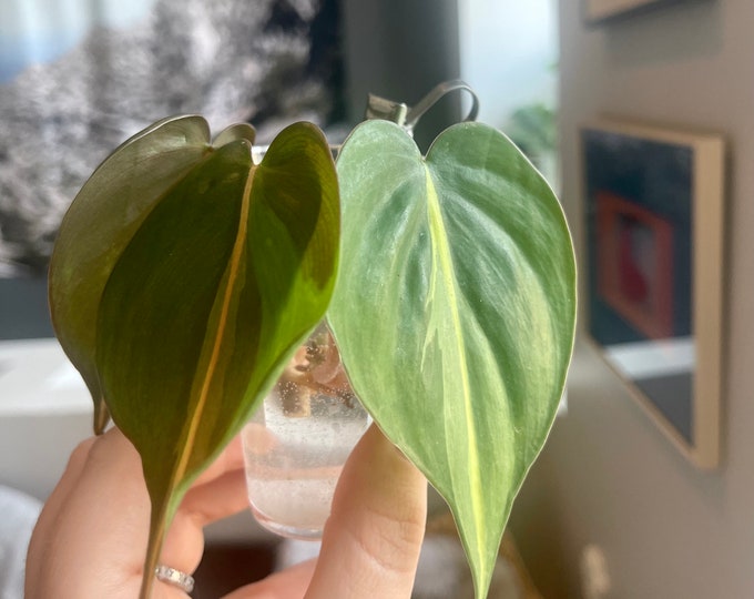 brazil philodendren starter plant cuttings