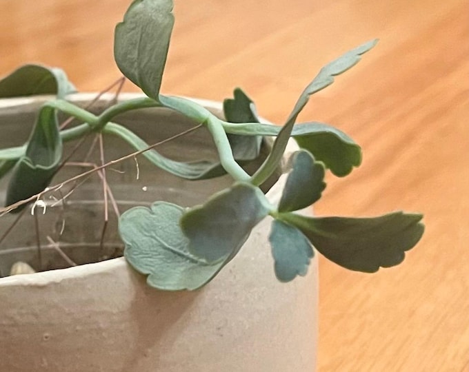 lavender scallops / kalanchoe fedtschenkoi - starter plant cuttings