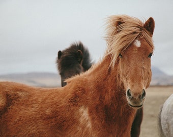 Brown Horse in Iceland