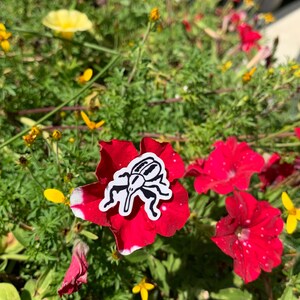 May include: A red flower with a white-edged petal, featuring a black and white insect sticker. The flower is surrounded by green foliage and other yellow and red flowers, creating a vibrant floral scene.