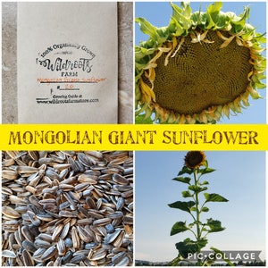 Mongolian Giant Sunflower / NON-GMO/100% Organically grown