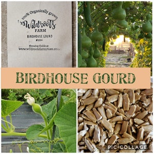 Loofah Gourd Seeds NON-GMO/100% ORGANIC
