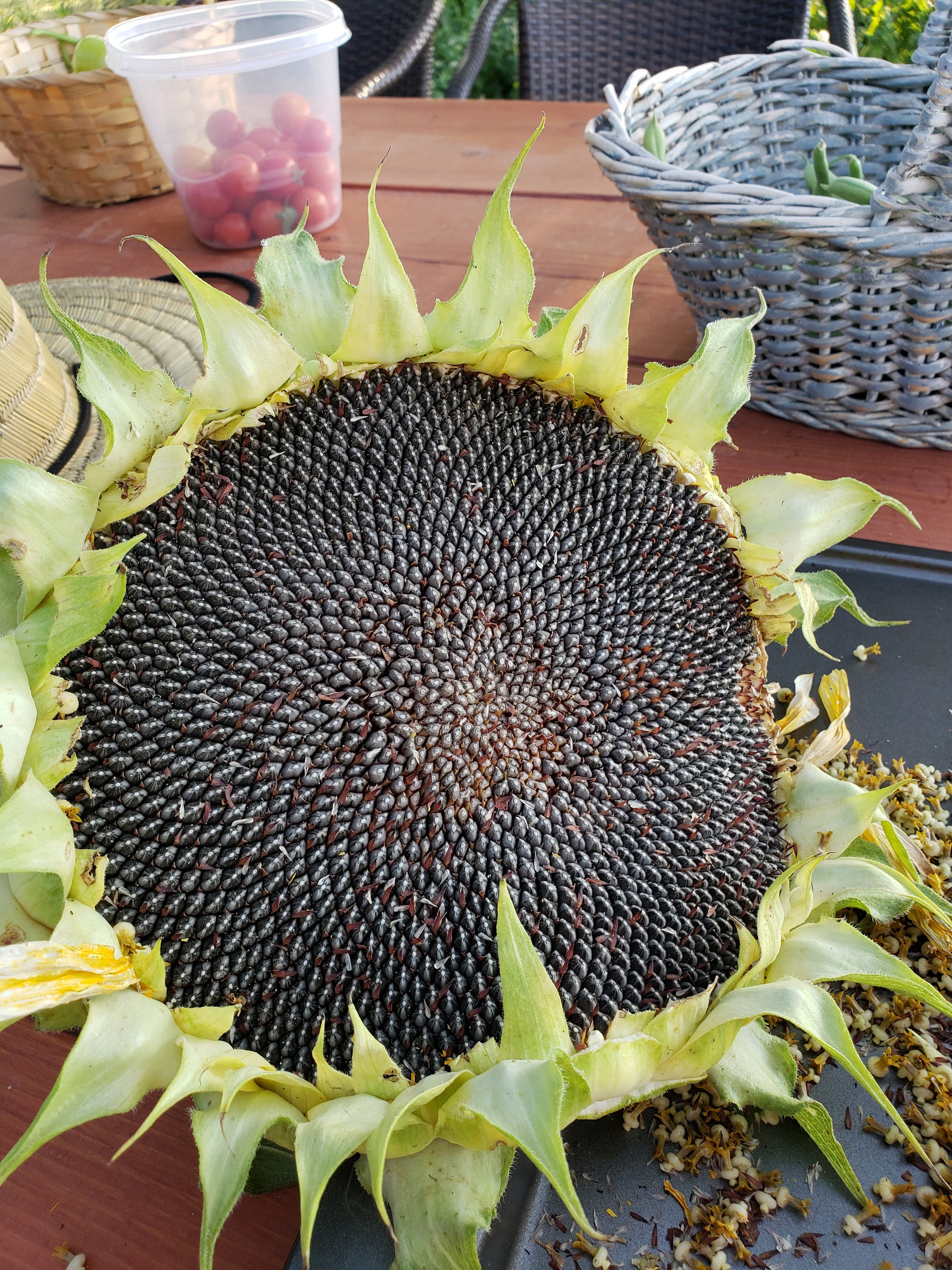 Russian Mammoth Sunflower Seeds NONGMO/100 ORGANIC Etsy