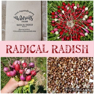 Radical Radish Mix / NON-GMO/100% Organically grown