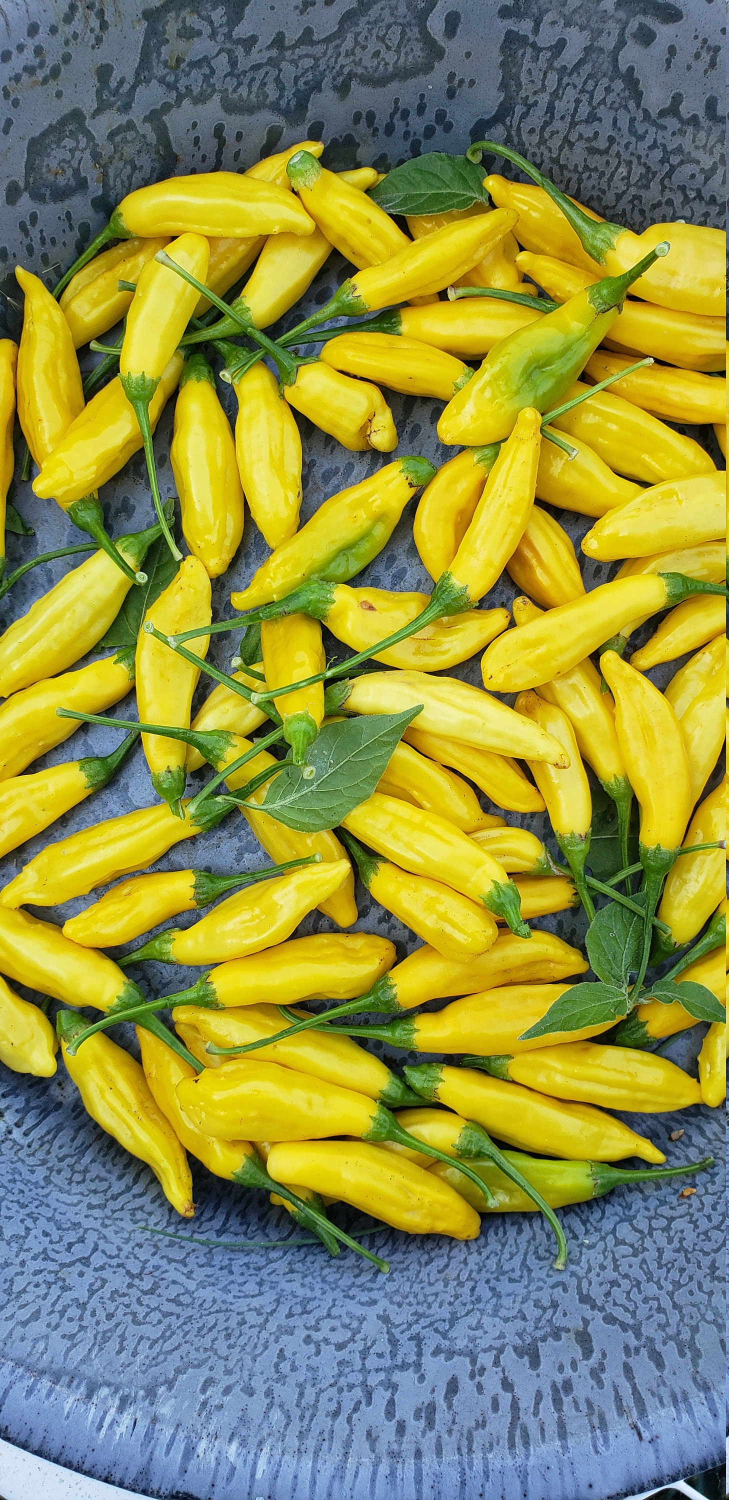 Lemon Drop Pepper Seeds 100 Organic NONGMO Etsy