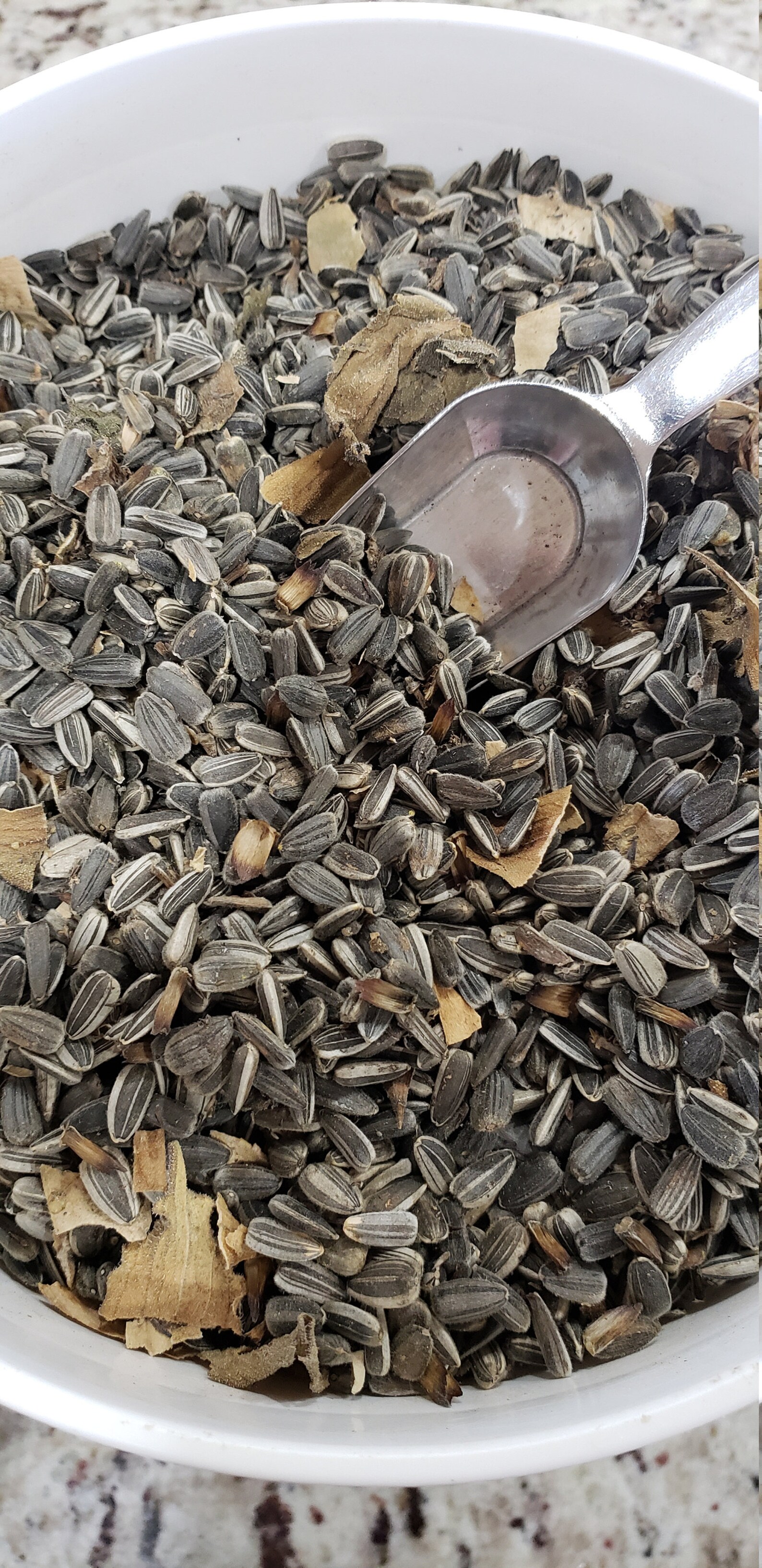 Russian Mammoth Sunflower Seeds NONGMO/100 ORGANIC Etsy