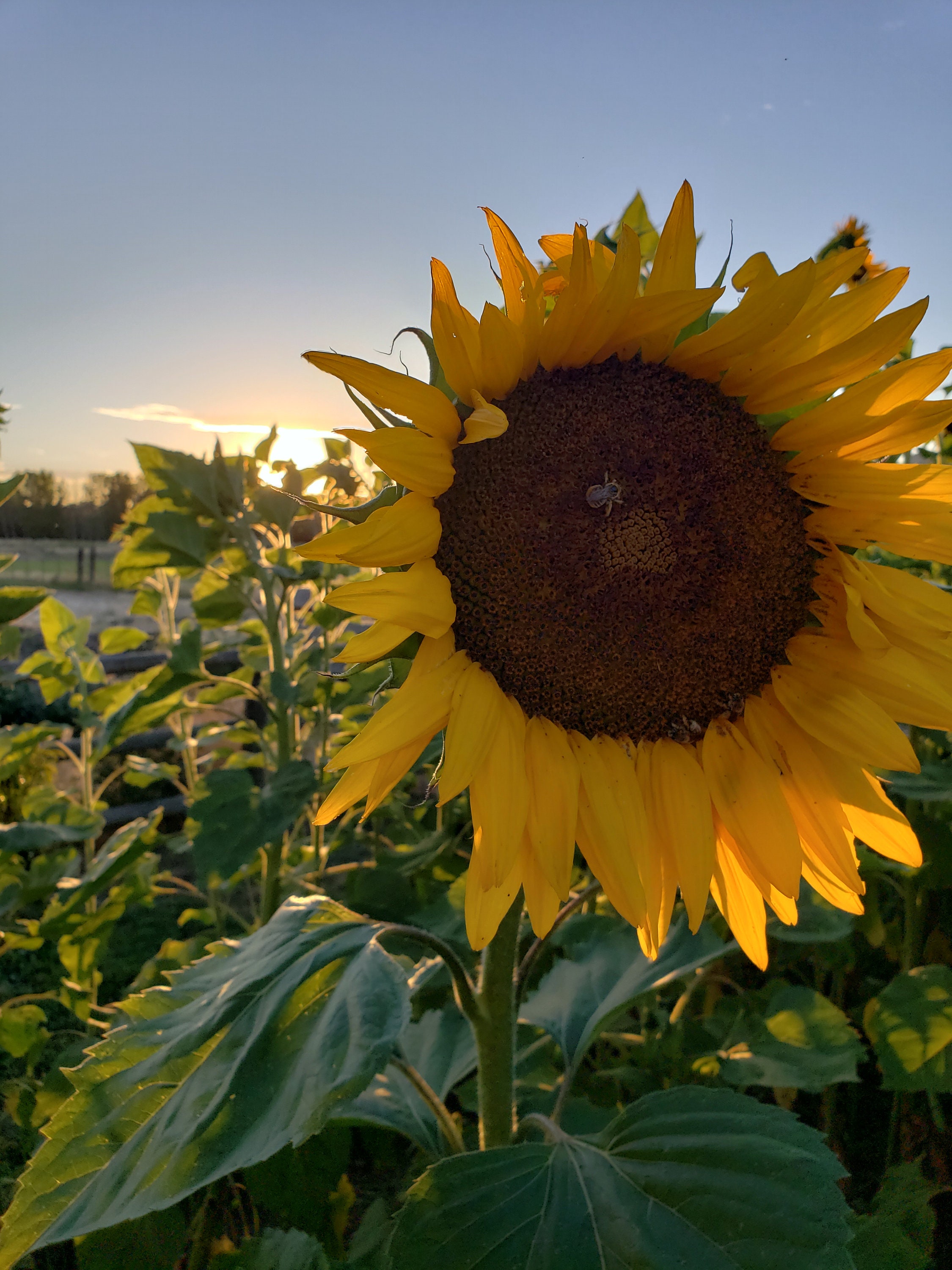 Russian Mammoth Sunflower Seeds NONGMO/100 ORGANIC Etsy