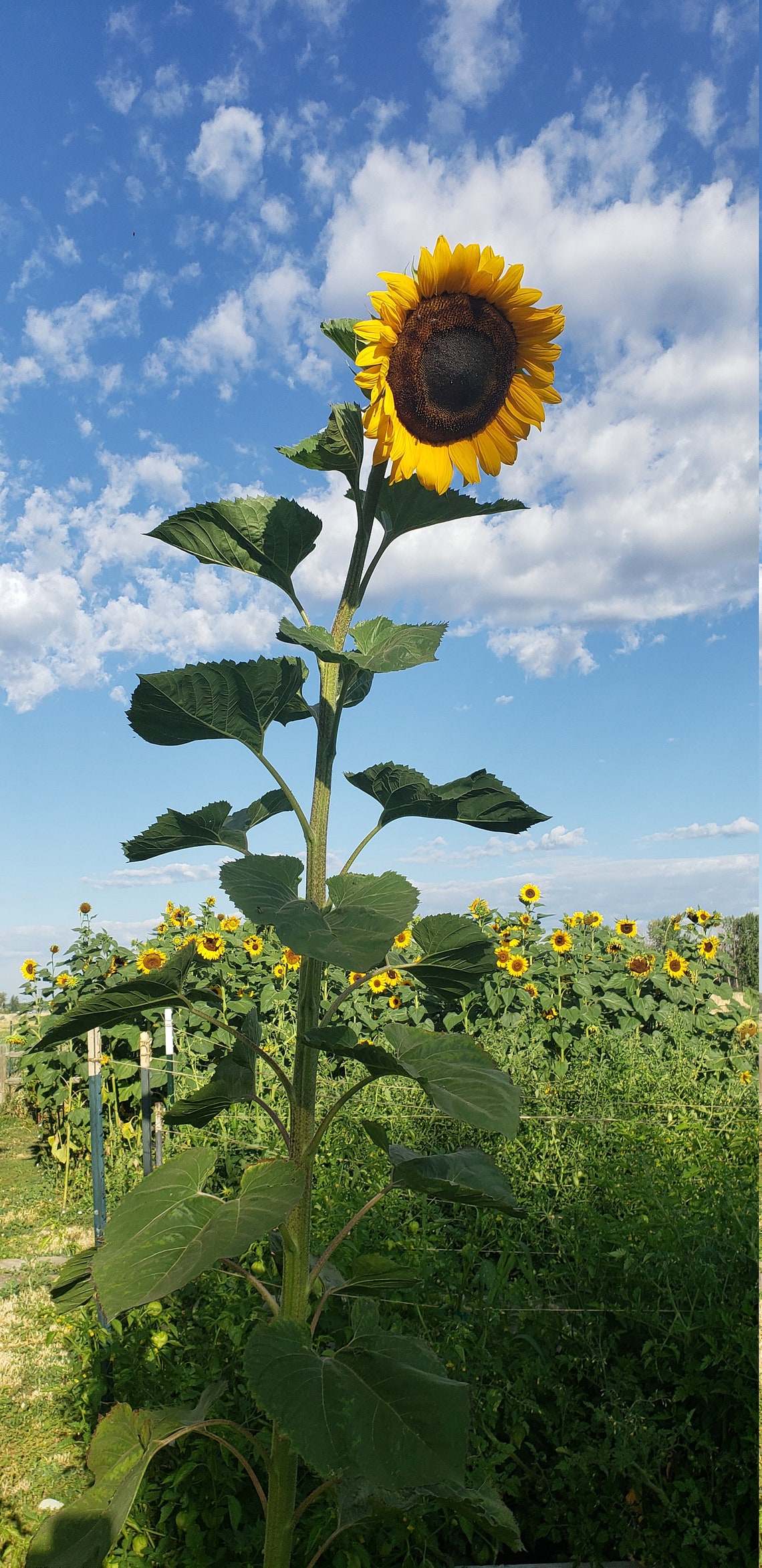 Russian Mammoth Sunflower Seeds NONGMO/100 ORGANIC Etsy