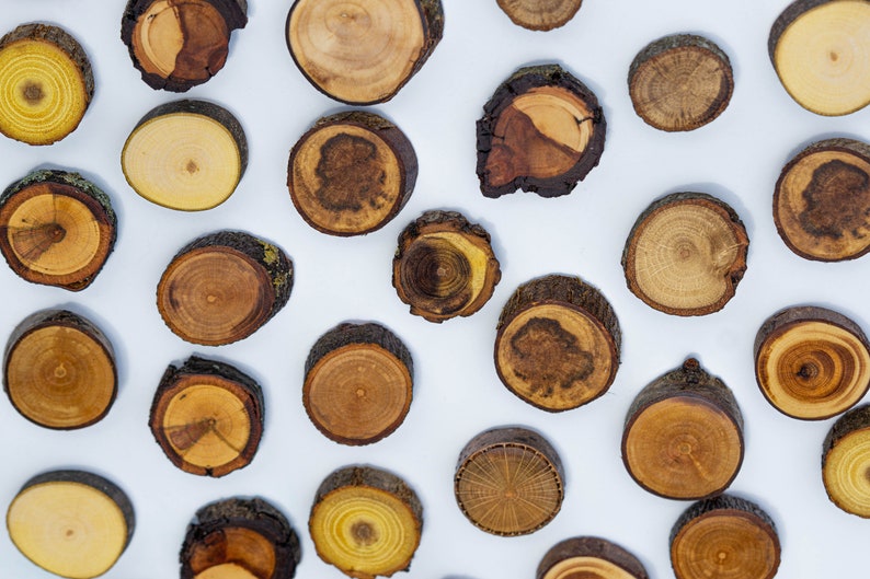 May include: A collection of round wooden slices, each with a unique grain pattern and color variation. The slices are arranged on a white background.
