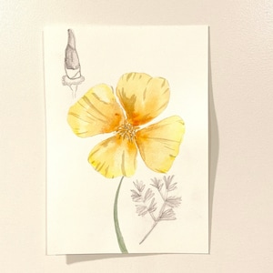California Orange Poppy - 5x7 Original Watercolor