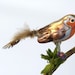 Miniature Robin - Etsy