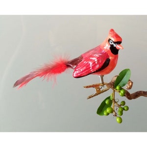 Roter Kardinal