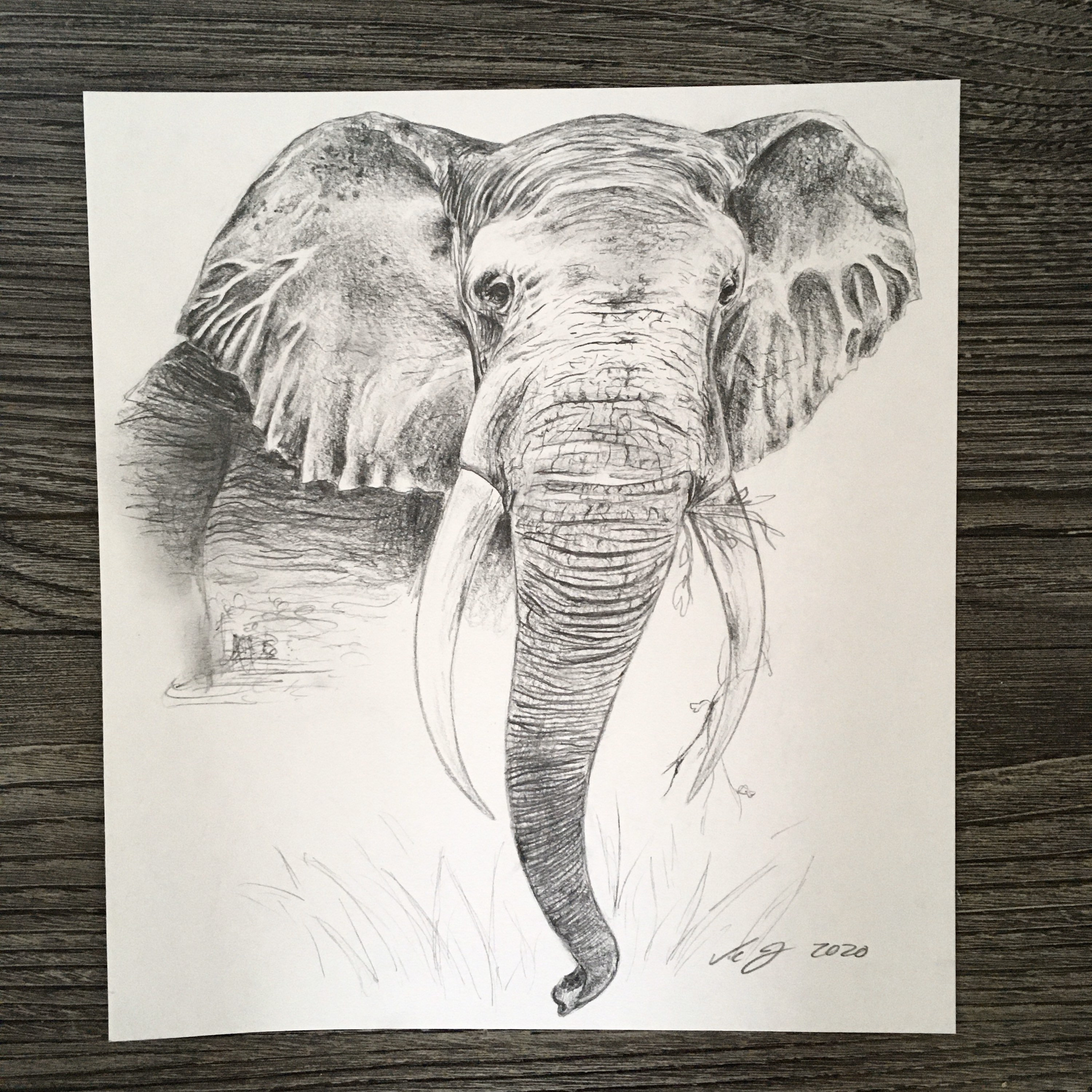 African Elephant Pencil Drawing Etsy