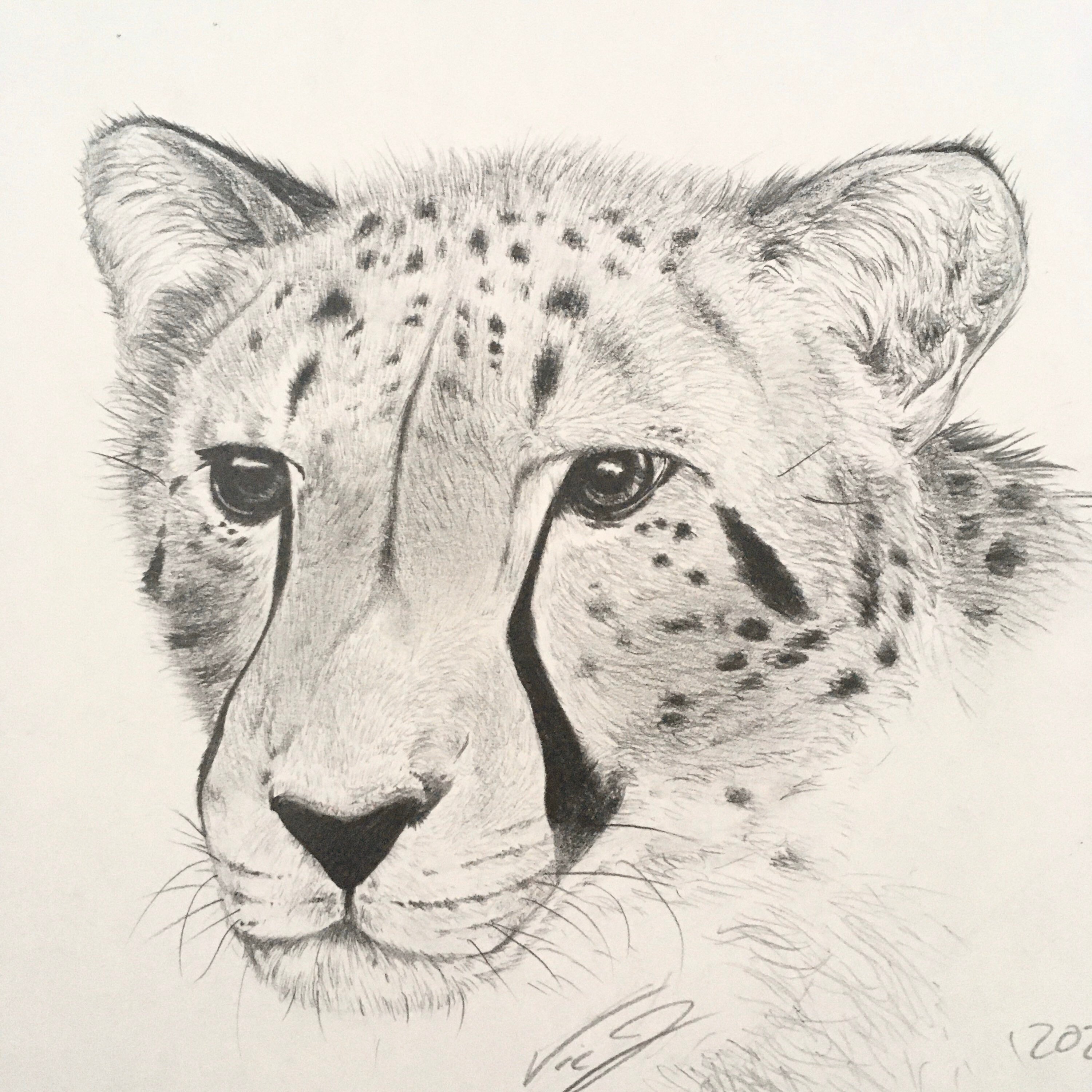 Cheetah Graphite tutorial | Lachri Fine Art