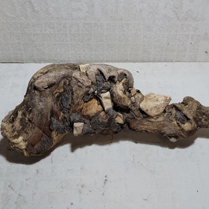 Chunky Chunk of Rocky Sycamore Root