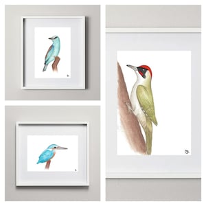 Set di 3 stampe di uccelli da parete, acquerelli di animali selvatici, disegni zoologici, stampe naturalistiche da parete, illustrazioni di uccelli colorati