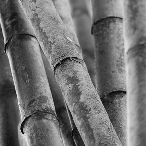 Bamboo Black | Fine Art Photography | Fine Art Print |  Moenkopi Unryu Paper | Japan | Landscape Wall Decor | Wall Art | Black And White