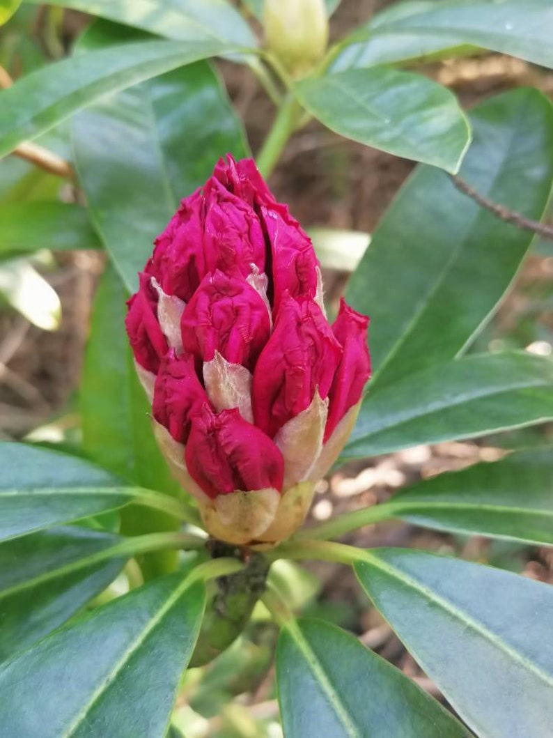 Pretty Ireland Gift for her Rose petals Red flower Roses ...