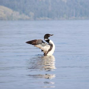 Puede incluir: Un somorgujo negro y blanco con las alas extendidas flota en agua azul tranquila. El ave está en primer plano, con un fondo borroso de un lago y colinas boscosas distantes. El reflejo del somorgujo es visible en el agua.