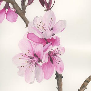 Blush of Springtime; Cherry Blossoms