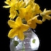 spring luc
