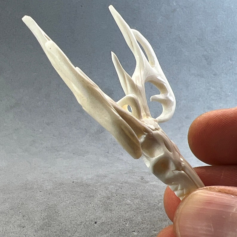 May include: A carved, off-white bone sculpture with a complex, openwork design. The sculpture has multiple pointed projections and curved elements, held by a hand against a gray background. The bone has a natural, textured appearance.