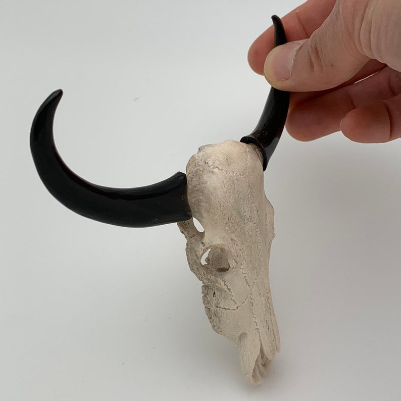 Antler Carving of a Long Horn With Black Horn Inlaid Very Etsy