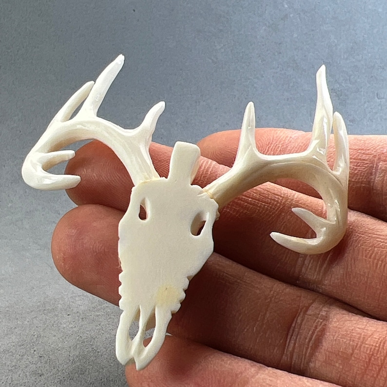 May include: Off-white deer skull carving with detailed antlers. The skull has eye sockets and a nasal cavity. The antlers are intricately carved, showcasing the natural form of the deer's antlers. The carving is held in a hand.