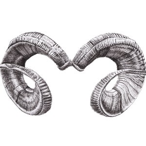 Ram Horns Drawing, Downloadable File for Digital Print - Etsy