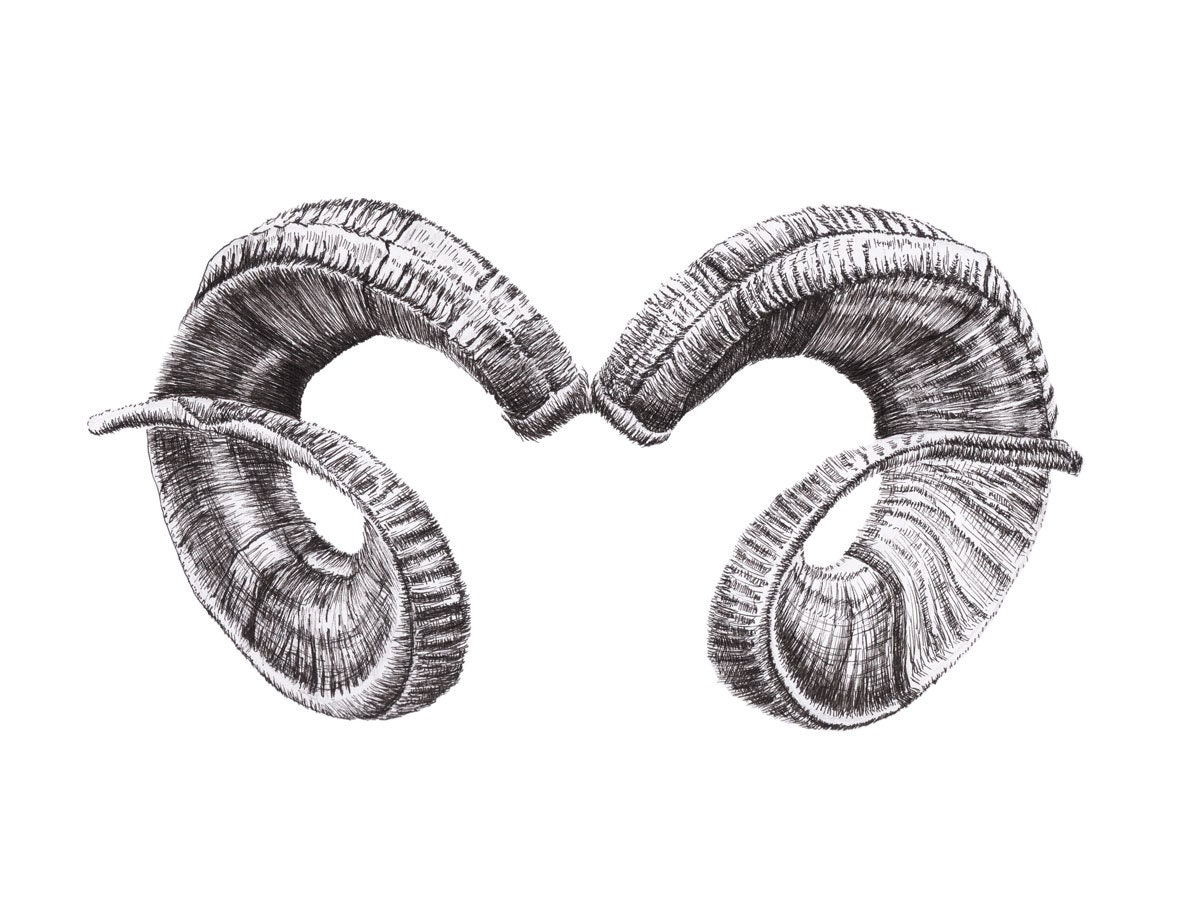 Ram Horns Drawing, Downloadable File for Digital Print - Etsy