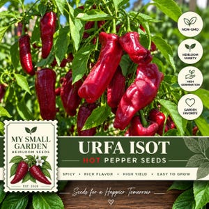 May include: A vibrant plant with numerous glossy, deep red Urfa Isot hot peppers hanging from green stems. The image includes text labels: My Small Garden, Urfa Isot Hot Pepper Seeds, Non-GMO, Heirloom Variety, High Germination, and Garden Favorite.
