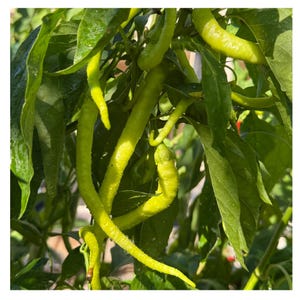 Yellow Çorbaci Turkish Sivri Sweet Pepper Seeds | Traditional Heirloom | Easy to Grow Vegetable