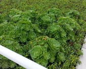 Aeonium Canariense cuttings 3 sizes to choose from. These grow easy and are beautiful in your yard.