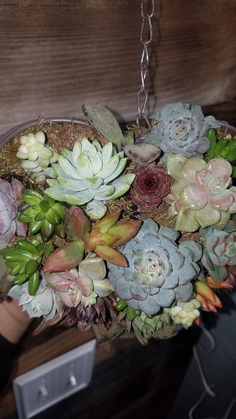 birthdays Living succulent heart made from iron frame wire form loaded with rooted succulents perfect for weddings etc. anniversaries