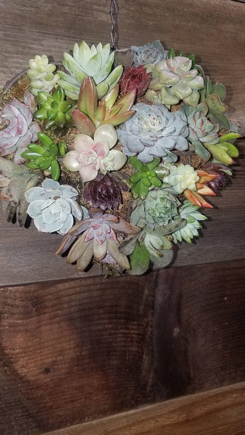 birthdays Living succulent heart made from iron frame wire form loaded with rooted succulents perfect for weddings etc. anniversaries