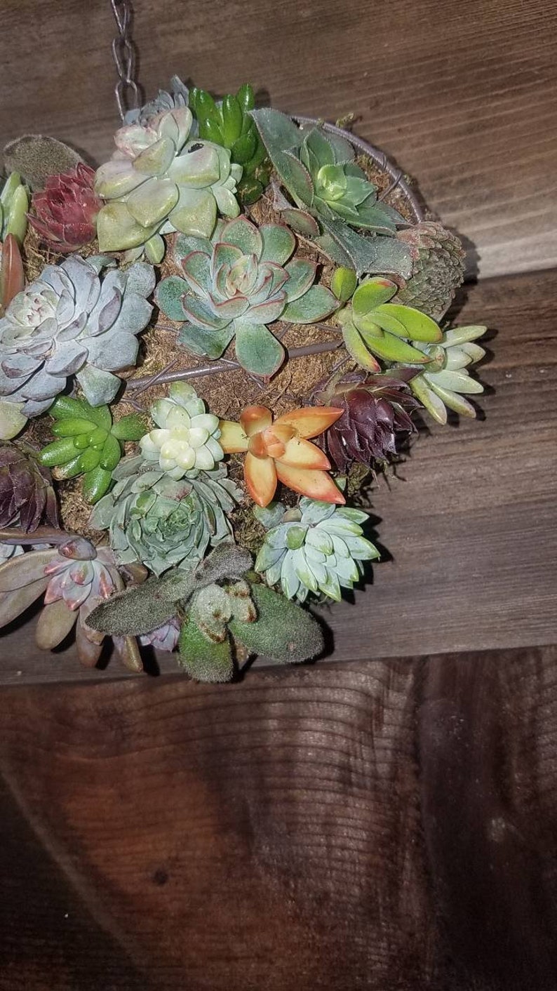 birthdays Living succulent heart made from iron frame wire form loaded with rooted succulents perfect for weddings etc. anniversaries