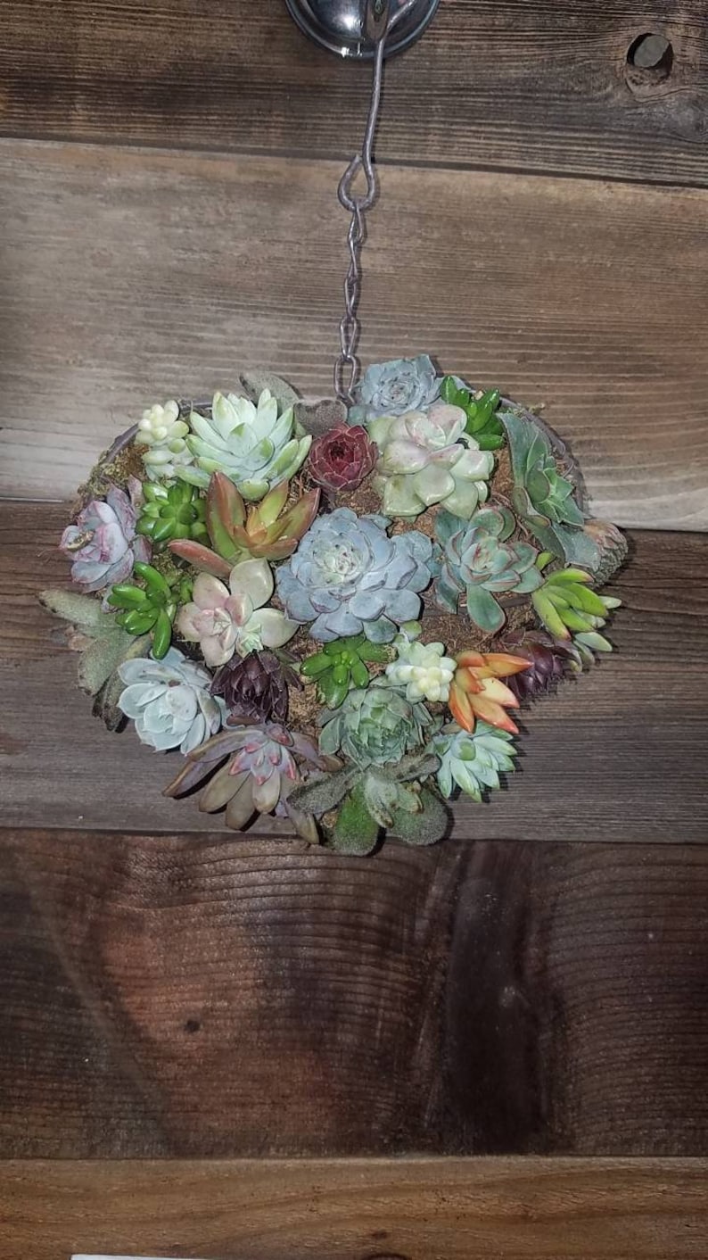birthdays Living succulent heart made from iron frame wire form loaded with rooted succulents perfect for weddings etc. anniversaries