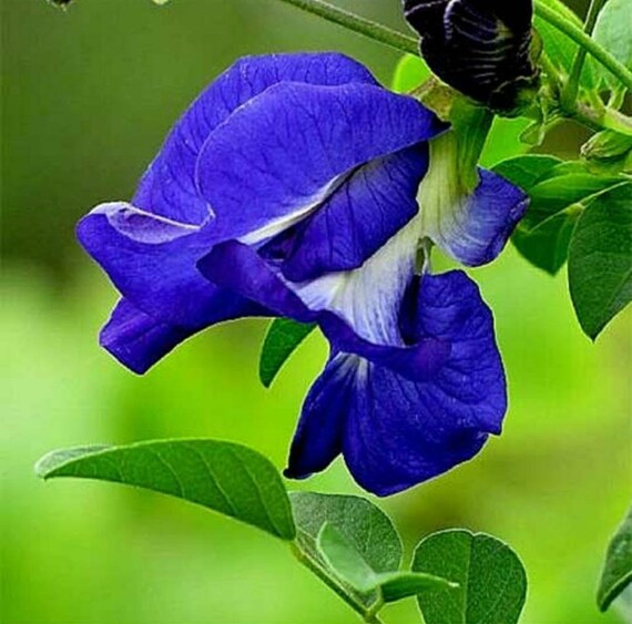 100 Organic Butterfly Pea Flower Blue Flower Drink Herbal Tea Dried Flower Natural Detox Magical Color Changing Tea Thailand Herb