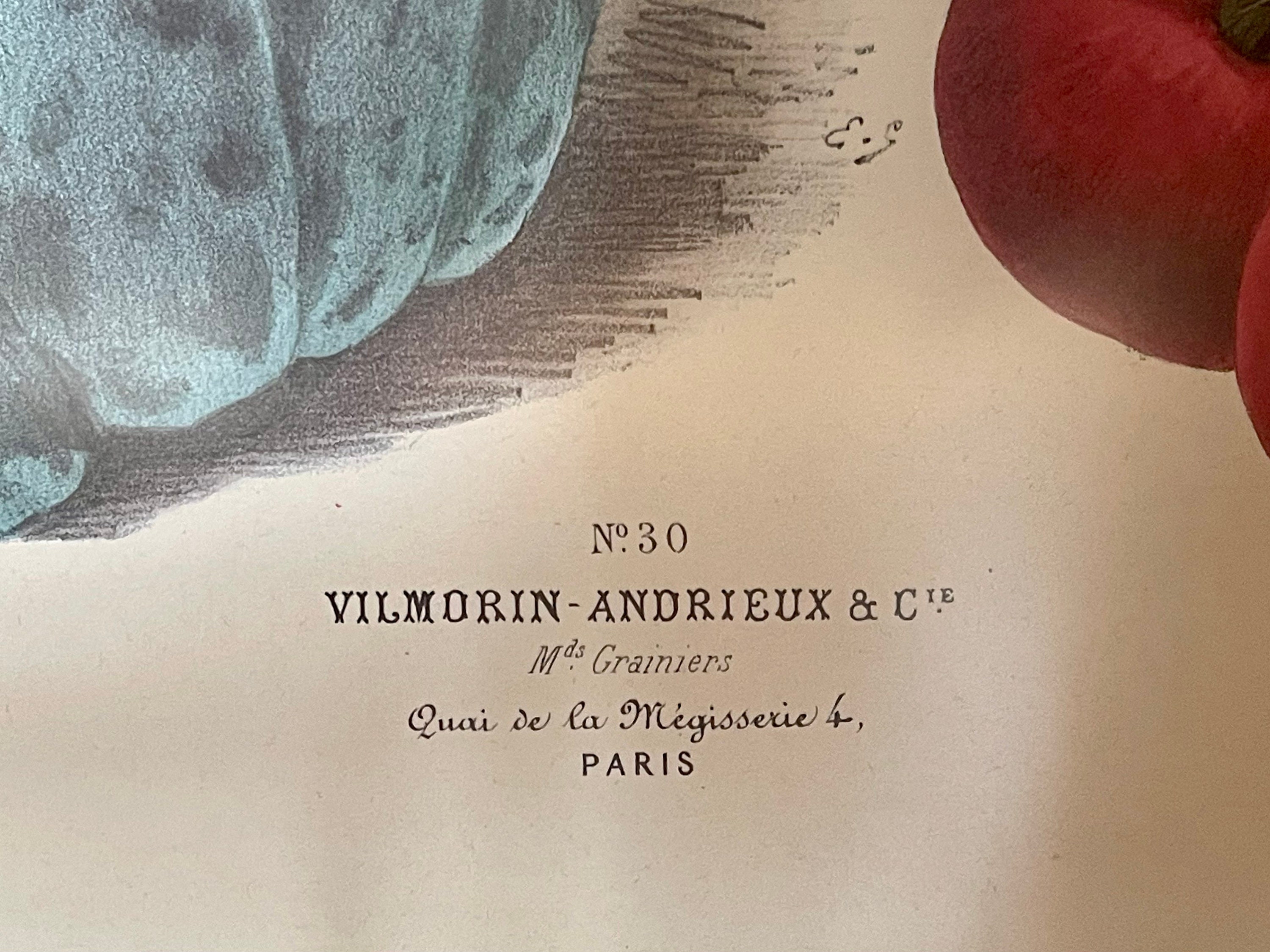 Vegetables Illustration Vintage Print 3 - Vilmorin (VP1087