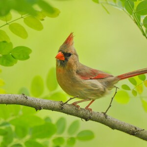 Female Cardinal Digital Image, perfect for home decoration, Female Cardinal Bird photo, bird photography image, songbird photo, bird photo