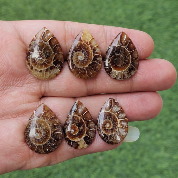 Natural Ammonite Fossil Cabochon Lot - 6 Pieces Polished Ammonite Fossil Gemstone Lot - Excellent Quality Ammonite Fossil For Jewelry Making