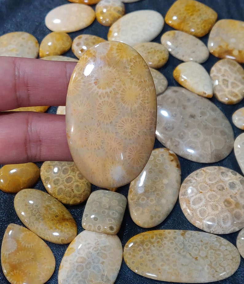 Wholesale Mix Lot AAA Quality Natural Indonesian Yellow Fossil Coral Cabochons Wholesale Mix Lot Smooth Fossil Coral Cabochon Smooth Lot