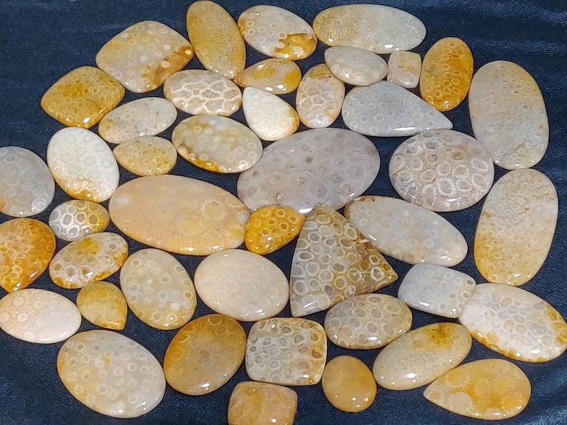 Wholesale Mix Lot AAA Quality Natural Indonesian Yellow Fossil Coral Cabochons Wholesale Mix Lot Smooth Fossil Coral Cabochon Smooth Lot