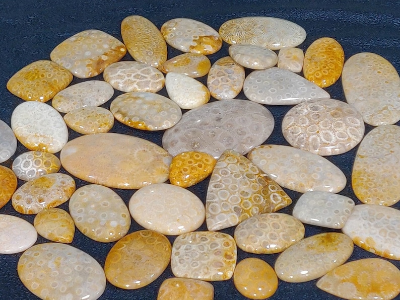 Wholesale Mix Lot AAA Quality Natural Indonesian Yellow Fossil Coral Cabochons Wholesale Mix Lot Smooth Fossil Coral Cabochon Smooth Lot