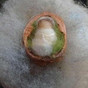 Può includere: Una bambola in miniatura fatta a mano all'interno di un guscio di noce. La bambola è realizzata in materiale bianco, circondata da tonalità verdi e marroni. Lo sfondo è un materiale morbido, grigio e soffice.